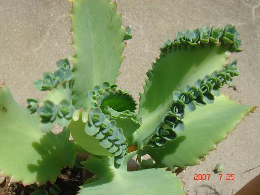 e0002891_1242676.jpg