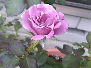 e0098908_22245068.jpg