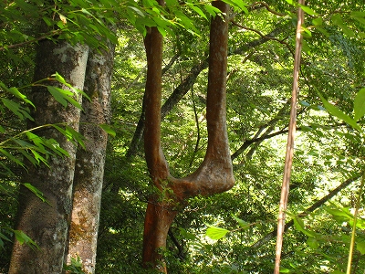 e0002820_2355963.jpg
