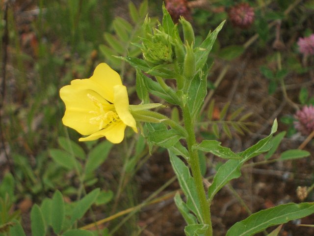 b0052523_7264889.jpg