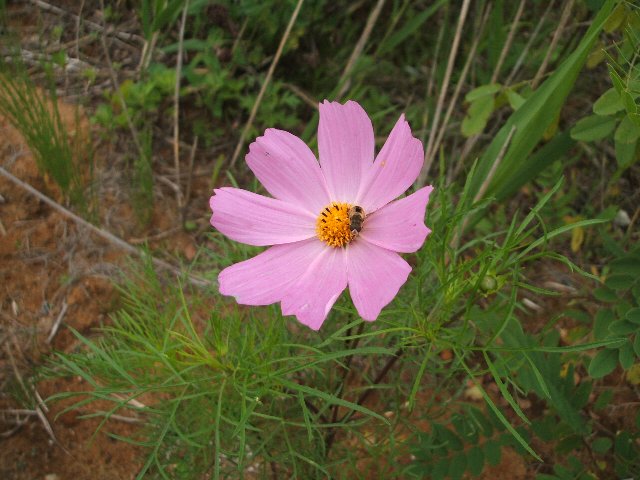 b0052523_7271776.jpg