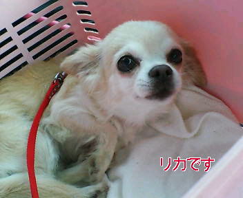 a0090729_23553368.jpg