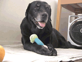 e0044635_15511967.gif