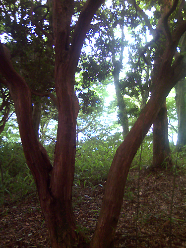 e0060651_2232717.jpg