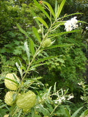 f0043559_238320.jpg