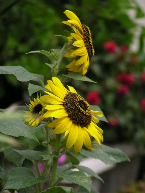 f0074659_23581231.jpg