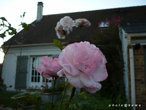 f0050468_110338.jpg