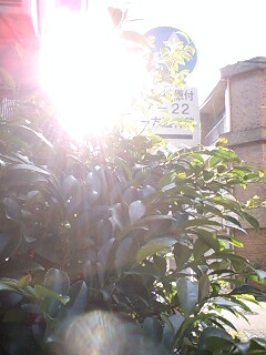 d0093903_16491524.jpg