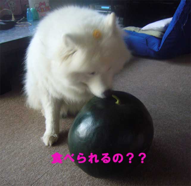 e0018604_1550441.jpg