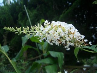 b0061107_1150033.jpg