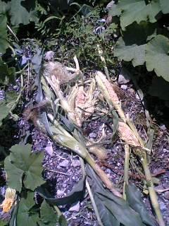 f0135908_22325193.jpg