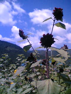 f0135908_2233338.jpg
