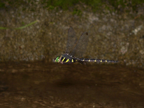 e0002314_23145380.jpg