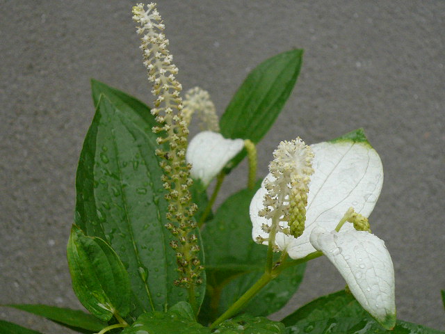 e0026017_2352171.jpg