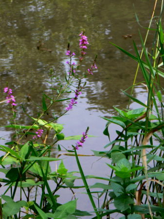 d0091754_1648369.jpg