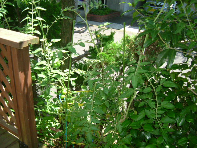 c0082567_215263.jpg