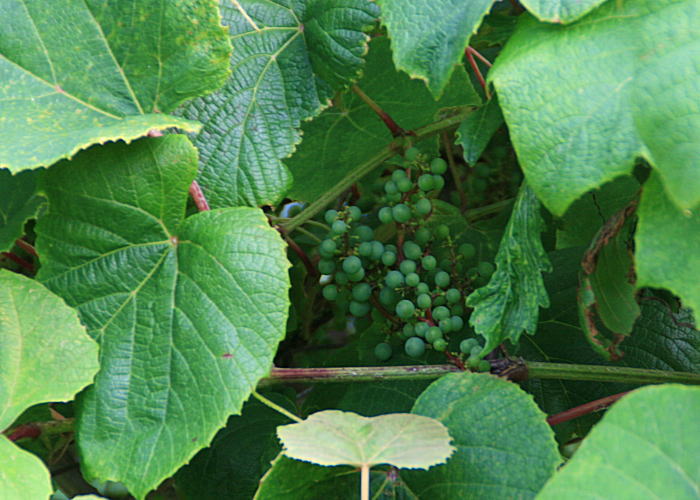 c0112479_6284630.jpg