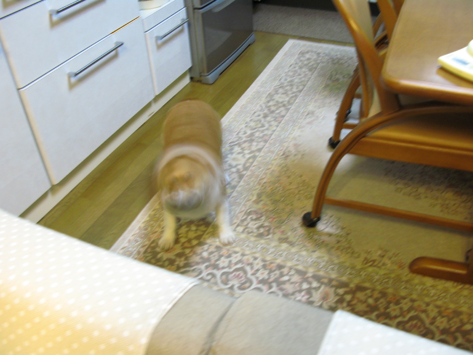 a0024004_19532071.jpg