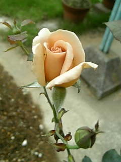 e0098908_194499.jpg