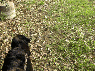 e0044635_12293182.gif