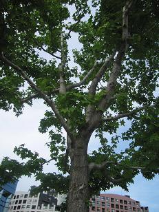 b0028845_12592515.jpg