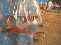 a0085647_2148879.gif