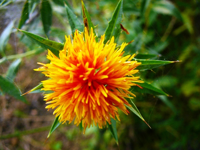 d0042474_9562441.jpg