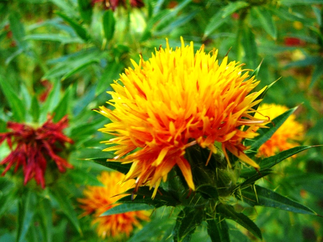 d0042474_9564490.jpg