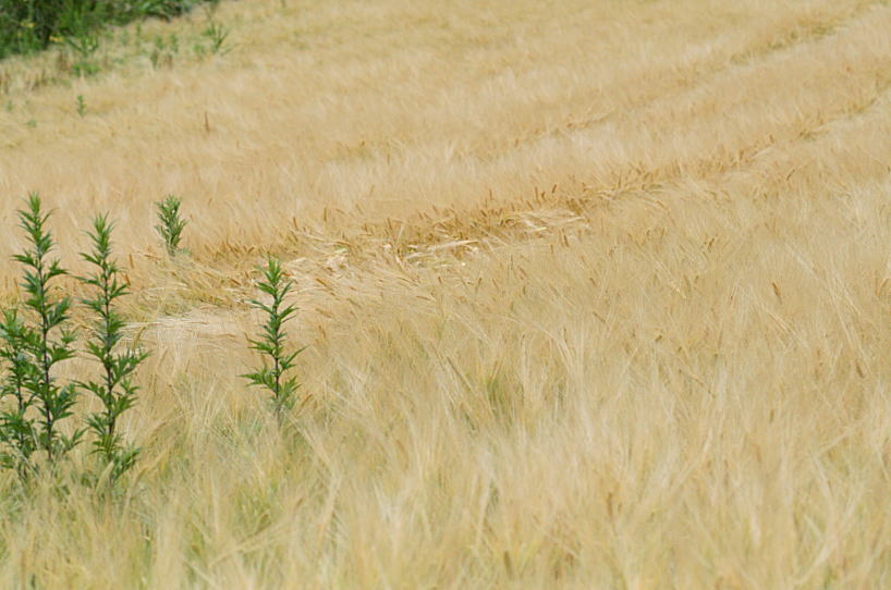 c0112479_8123117.jpg