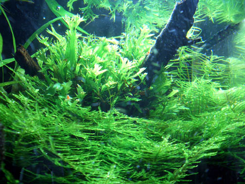 a0049090_20464051.jpg