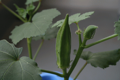 d0100192_20344585.gif