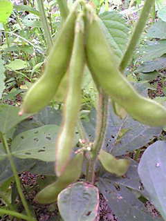 c0103205_22555515.jpg