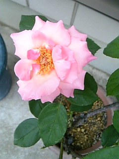 e0098908_22303920.jpg