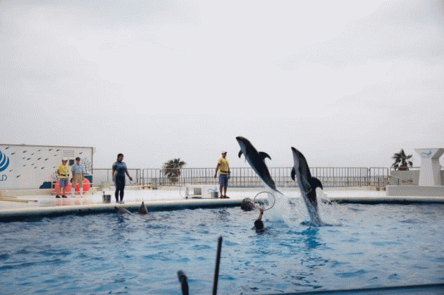 c0089419_102010.gif