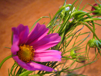 c0012120_3181329.jpg