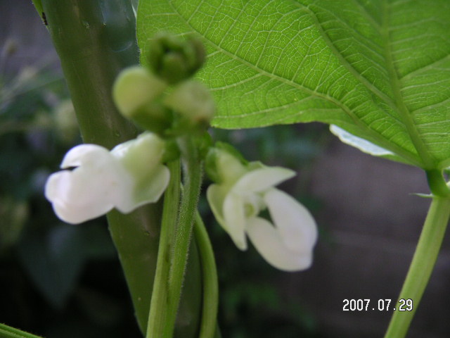 a0020929_11442966.jpg