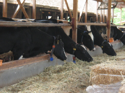 牛舎では、黒い牛や白と黒のぶちの牛が餌を食べていました。首を伸ばして牧草を食べています。