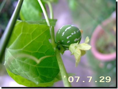 7月29日沖縄すずめうりの実