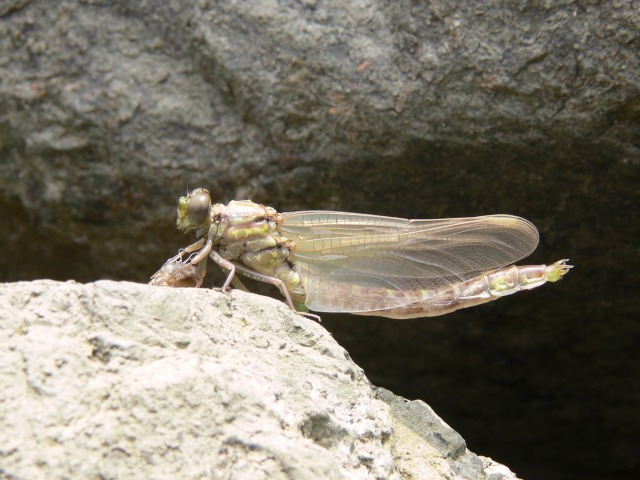 d0094165_11104029.jpg