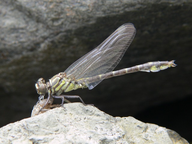 d0094165_11173450.jpg