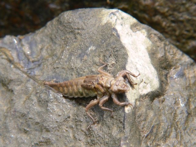 d0094165_11332490.jpg