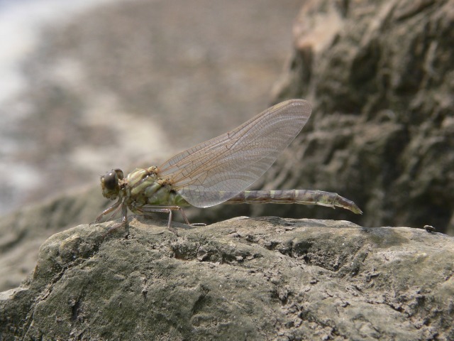 d0094165_1135368.jpg