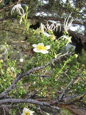 e0015270_11511727.jpg