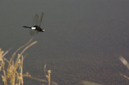 f0054075_1784559.jpg