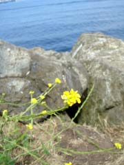 c0103793_97223.jpg