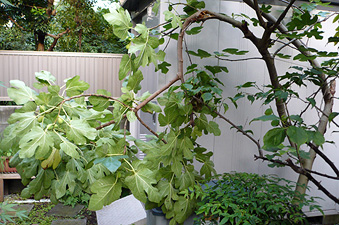 e0099905_228190.jpg