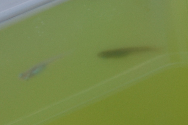 f0137616_21443432.jpg