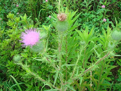c0000718_93013.jpg