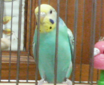 f0036223_929462.jpg