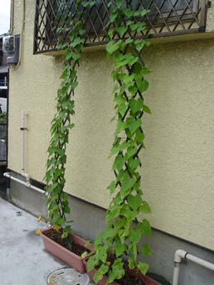 e0008586_2228297.jpg